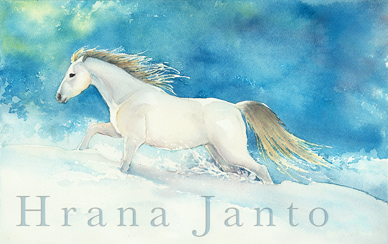 Equine Portrait:  Marsan's Ahba